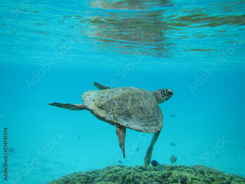 Sea turtle in Thoddoo  Maldives