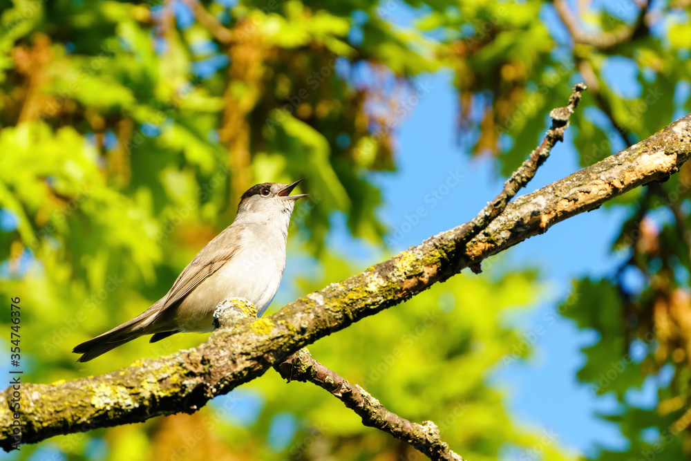 Blackcap (Sylvia atricapilla) male sitting on a branch singing, taken in West London Blackcap (Sylvia atricapilla) male sitting on a branch singing, taken in West London