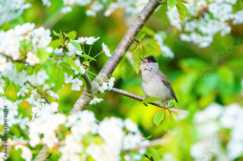Blackcap (Sylvia atricapilla) male perched in a tree in spring blossom singing, taken in London, England
