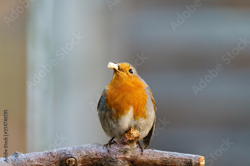 Tableau sur toile European Robin (Erithacus rubecula) with a suet pellet in it's beak, facing came