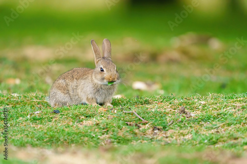 Young European Rabbit (Oryctolagus cuniculus) nibbling on a piece of leaf, taken London © Chris