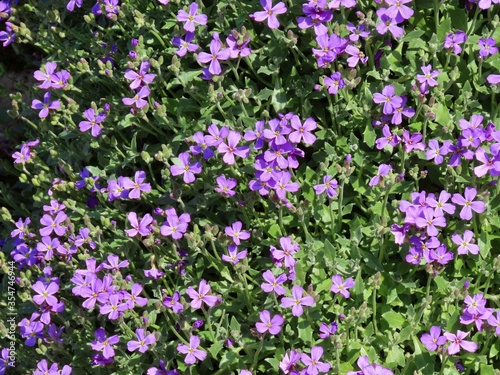 Bellflower blue close up