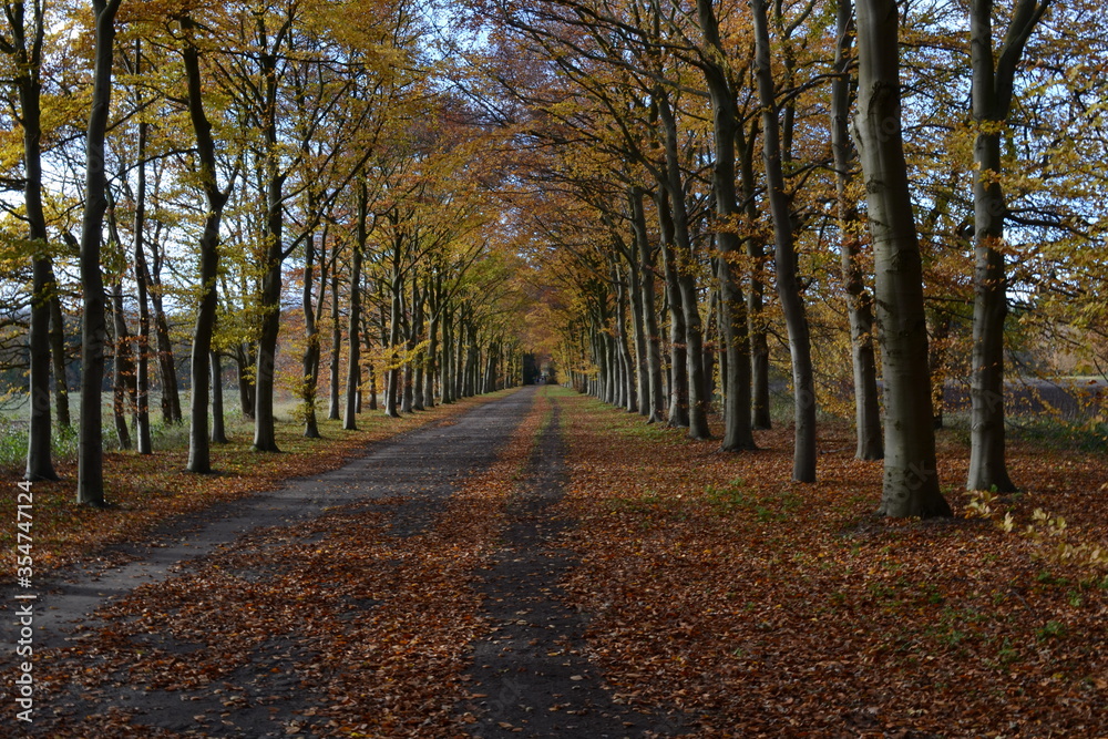 This stock photo is from a nature reserve forest in Hilversum, Netherlands during autumn time!