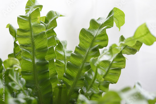 Photos Landscape photo of crispy wave fern potted plant against window