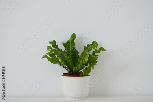 Konstfotografi Landscape photo of potted crispy wave fern potted plant against white wall