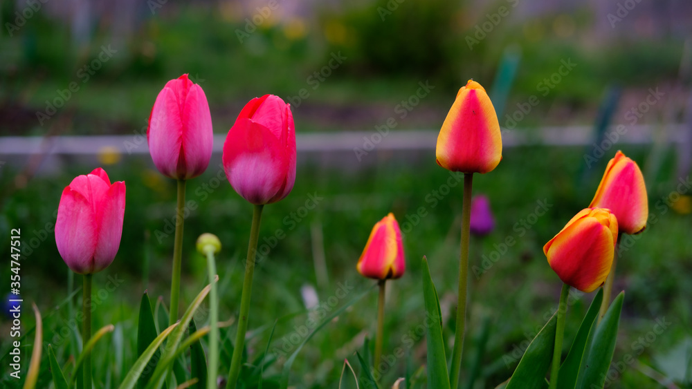 Super saturated pink and bicolour Yellow/Red Tulips with green foliage in the community garden.