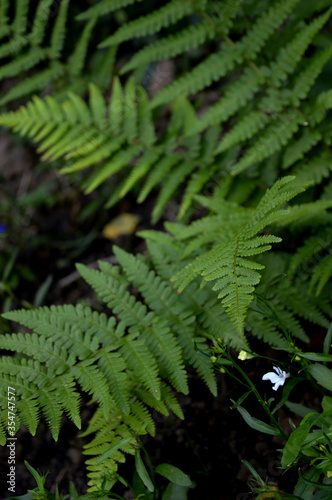 Portrait photo of fern plant in the shade