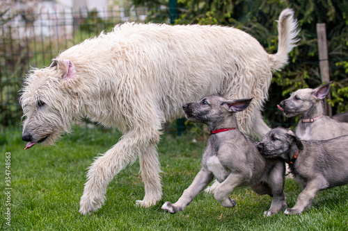 Принти на полотні Irish wolfhound puppy