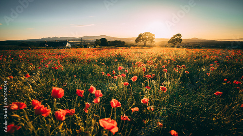 Sunset over Poppy Field in Midlothian Scotland