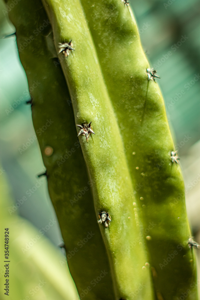 cactus close up, Starfish plant, carrion flower, toad plant, zulu giant, Ceropegia gigantea, Stapelia gigantea cactus close up, Starfish plant, carrion flower, toad plant, zulu giant, Ceropegia gigantea, Stapelia gigantea