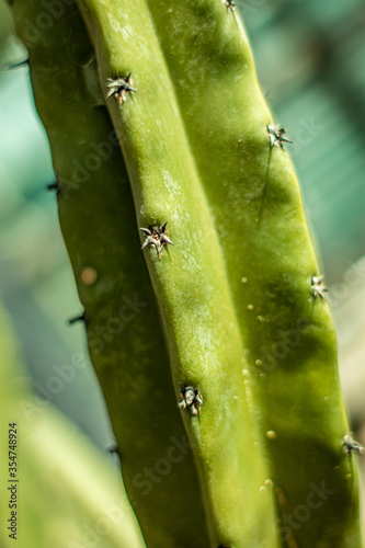 cactus close up  Starfish plant  carrion flower  toad plant  zulu giant  Ceropegia gigantea  Stapelia gigantea