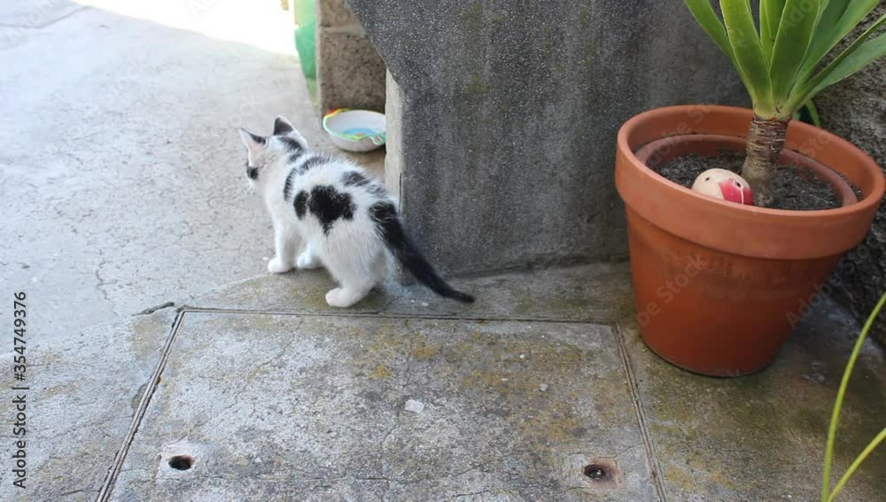 Un gatito blanco atento 