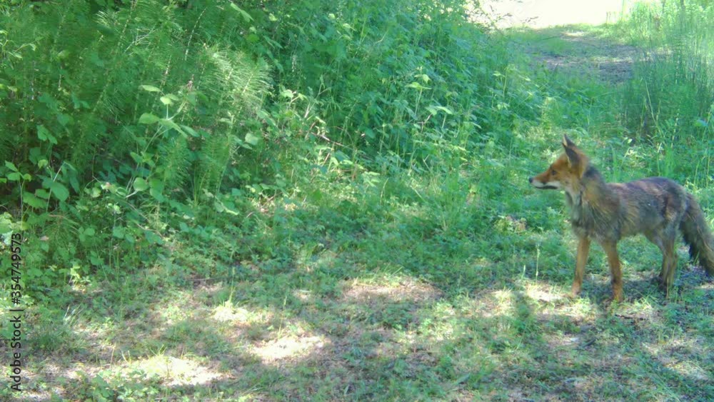 Red Fox (Vulpes Vulpes) in a Woos in a Sunny Day. High quality 4k footage Red Fox (Vulpes Vulpes) in a Woos in a Sunny Day. High quality 4k footage