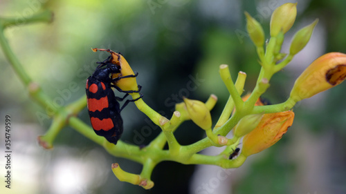 red bug on a green leaf