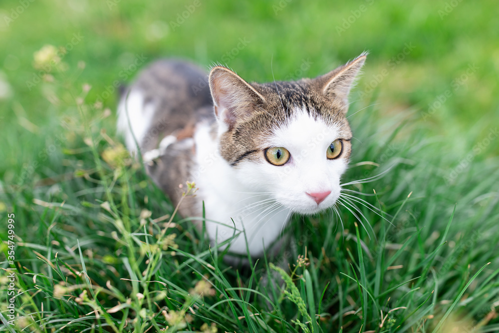 Portrait of cute young male domestic tabby cat, wearing harness, walking on leash outdoor in park on lawn in green grass. Pets health and safety concept, close up, copy space