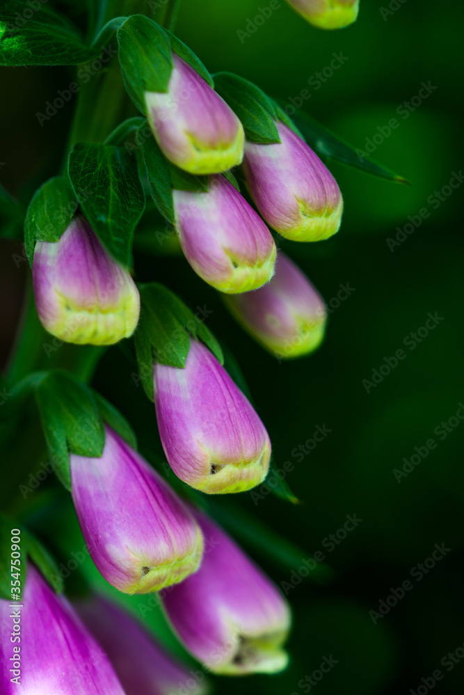 Fototapeta premium Blume Lila Pink Rosa Natur Makro Bokeh Blank Space Leinwand Deko Postkarte Violett Blühen Sommer