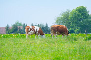 Crédence de cuisine  Kühe stehen morgens auf einer Wiese und fressen frisches Heu  © RPHOTOWORKS