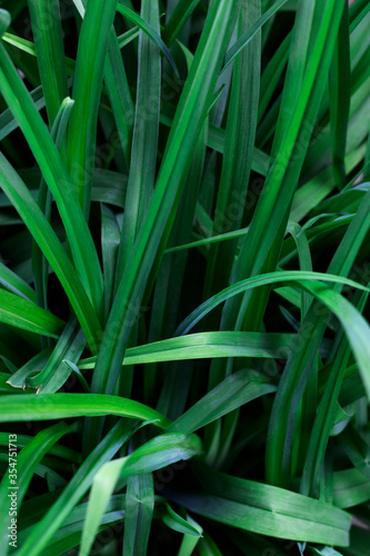 The large long  saturated green leaves of the plant randomly grow in different directions. A vertical photo was made close-up for your design.