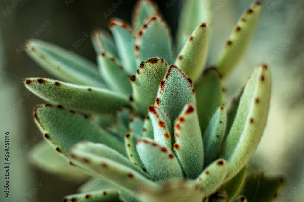 Panda Plant, Kalanchoe, Pussy ears, Teddy bear Cactus, Chocolate Soldier, close up. Panda Plant, Kalanchoe, Pussy ears, Teddy bear Cactus, Chocolate Soldier, close up.