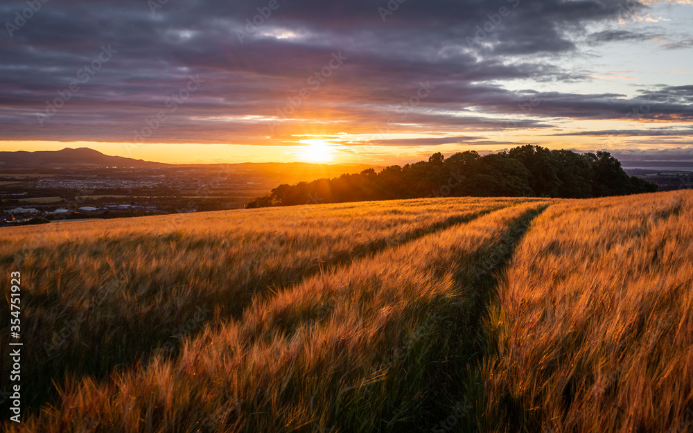 Barley Field at Sunset in Midlothian Scotland