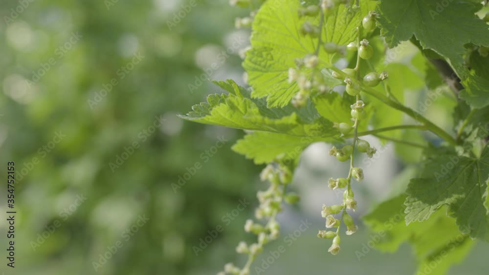 Blackcurrants grow berries, close up view from side, slowly leaves shaking in windy, sun light Blackcurrants grow berries, close up view from side, slowly leaves shaking in windy, sun light