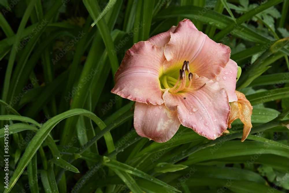 Fototapeta premium Salmon Colored Lily