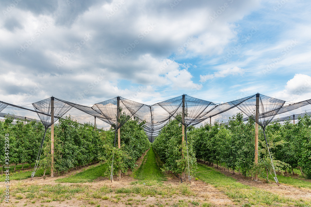 Apple orchard protected from the storm