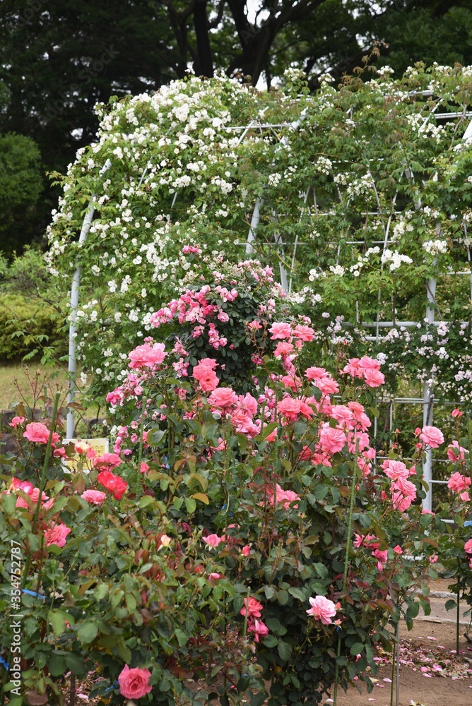 A rose garden with roses in full bloom.
