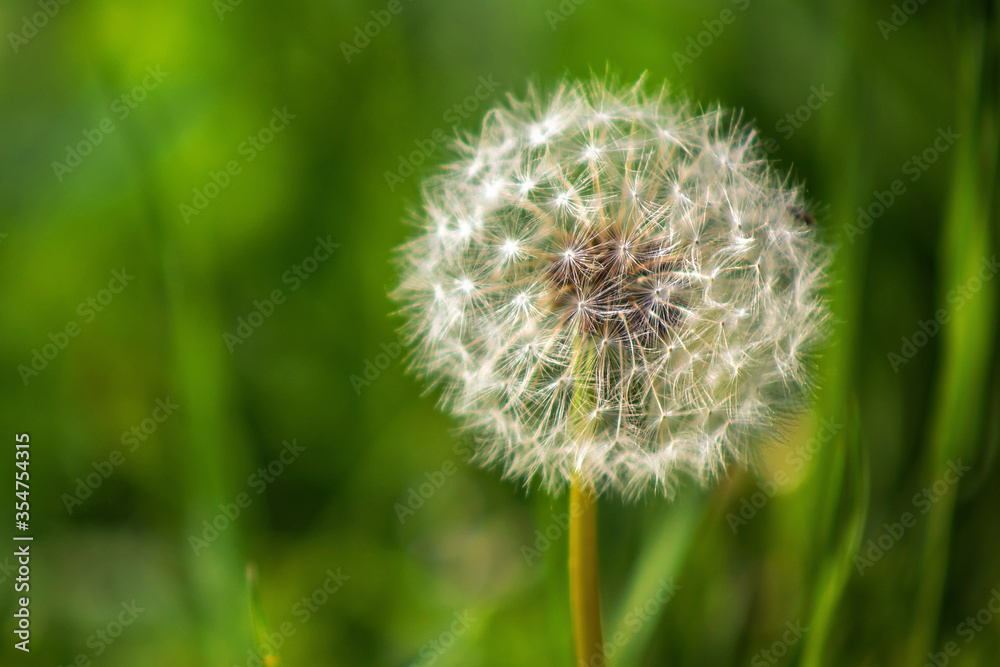 white dandelion in the field. One flower on a green blurred background. Spring field flower. Weed on the lawn. white dandelion in the field. One flower on a green blurred background. Spring field flower. Weed on the lawn.