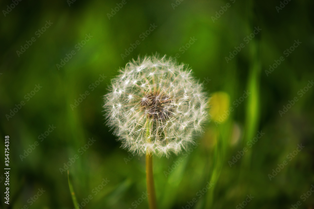 white dandelion in the field. One flower on a green blurred background. Spring field flower. Weed on the lawn. white dandelion in the field. One flower on a green blurred background. Spring field flower. Weed on the lawn.