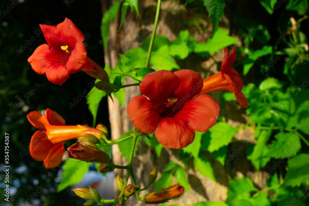 Close up of red climber flower campsis also known as trumpet creeper and trumpet vine flower.