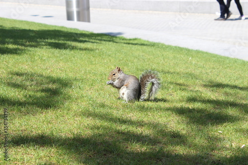 Squirrel on Grass 