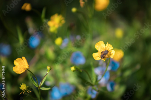yellow and blue meadow flowers. Small variegated flowers in a clearing. Spring flowers. A summer meadow. Artistic blur.