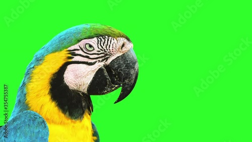 Animated dancing bird. Blue and yellow macaw doing a happy dance with a naughty expression. Transparent background with alpha matte.