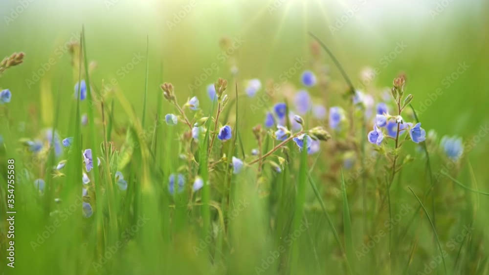 Violet summer field flower on the wind. Small delicate flowers in the grass in a meadow in the rays of the setting sun. Summer nature concept with blurred bokeh background Violet summer field flower on the wind. Small delicate flowers in the grass in a meadow in the rays of the setting sun. Summer nature concept with blurred bokeh background