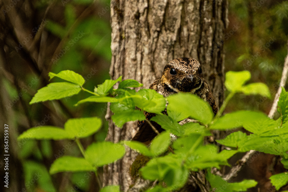 Eastern Whip-poor-will perched in tree Eastern Whip-poor-will perched in tree