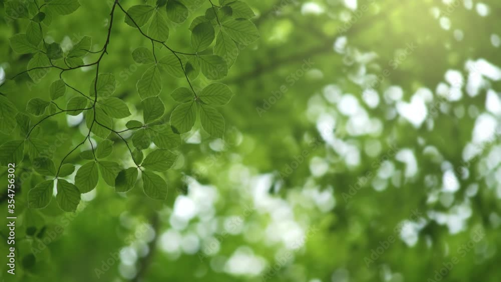 Background with green leaves on the wind and space for text. Green summer abstract background. 4K