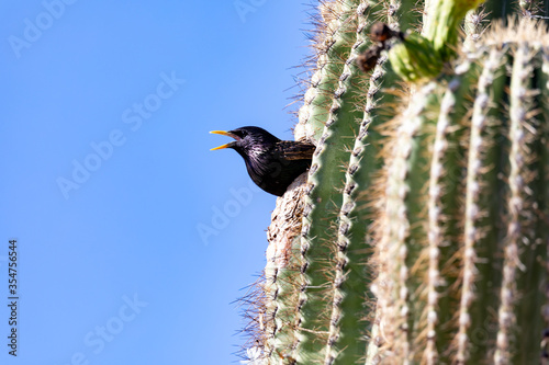Starling in saguaro cactus in Arizona desert