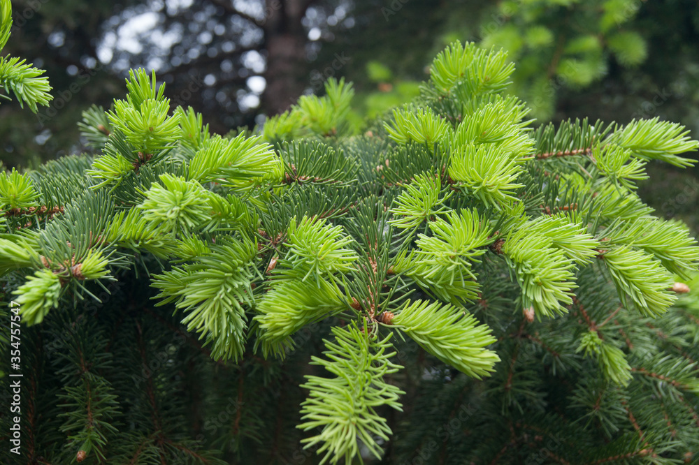 Picea abies European or Norway spruce