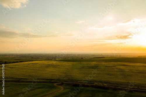 Aerial view of bright green agricultural farm field with growing rapeseed plants and cross country dirt road at sunset.