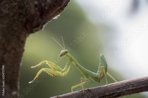 green praying mantis on dead branches / Mantis religiosa © NITIKAN T.