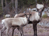 Caribou in Yukon Territory Canada