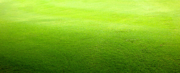 grass background Golf Courses green lawn