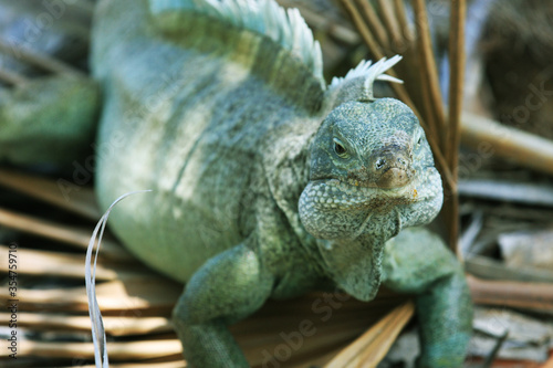 Fototapeta Naklejka Na Ścianę i Meble -  Iguana Island in Turks and Caicos