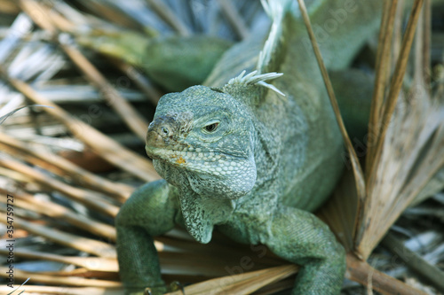 Iguana Island in Turks and Caicos
