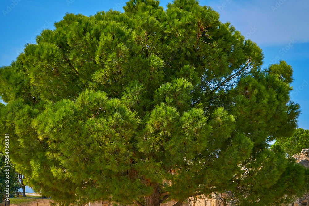 A fluffy green tree. Plants Of Turkey. Calabrian pine, Pinus brutia. Turkish Pine, close-up