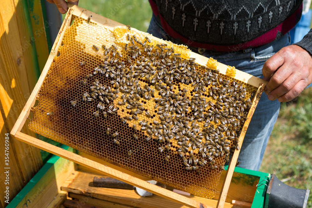 A farmer on a bee apiary holds frames with wax honeycombs. Planned preparation for the collection of honey. A farmer on a bee apiary holds frames with wax honeycombs. Planned preparation for the collection of honey.