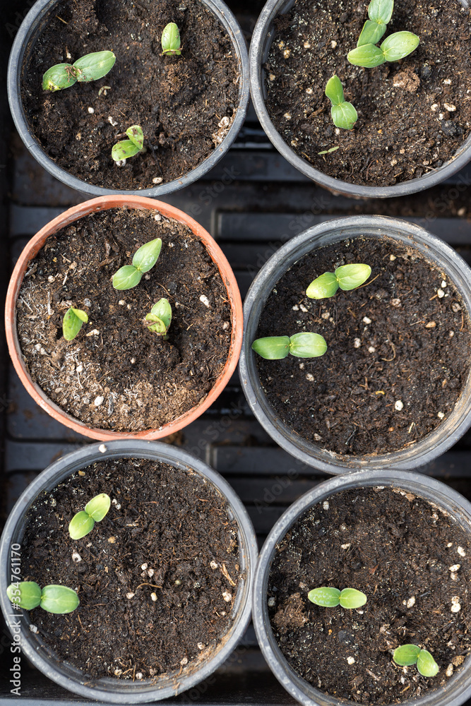 Germination of seedlings of cucumbers in pots with natural fertilizer in greenhouse conditions. Germination of seedlings of cucumbers in pots with natural fertilizer in greenhouse conditions.