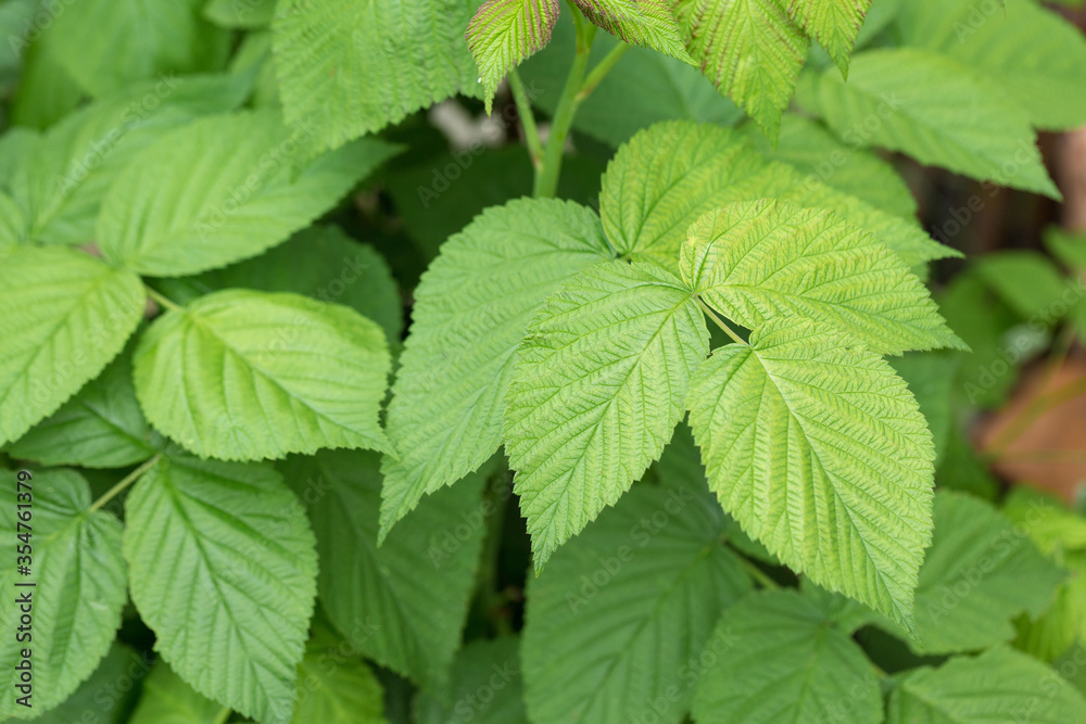Young green juicy shoots of raspberries in late spring. Closeup of leaves with berries. Young green juicy shoots of raspberries in late spring. Closeup of leaves with berries.