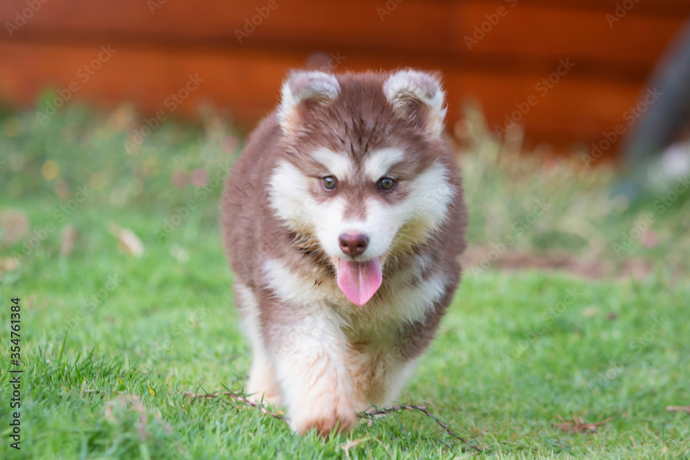 Cute Puppy of Siberian Husky dog Cute Puppy of Siberian Husky dog